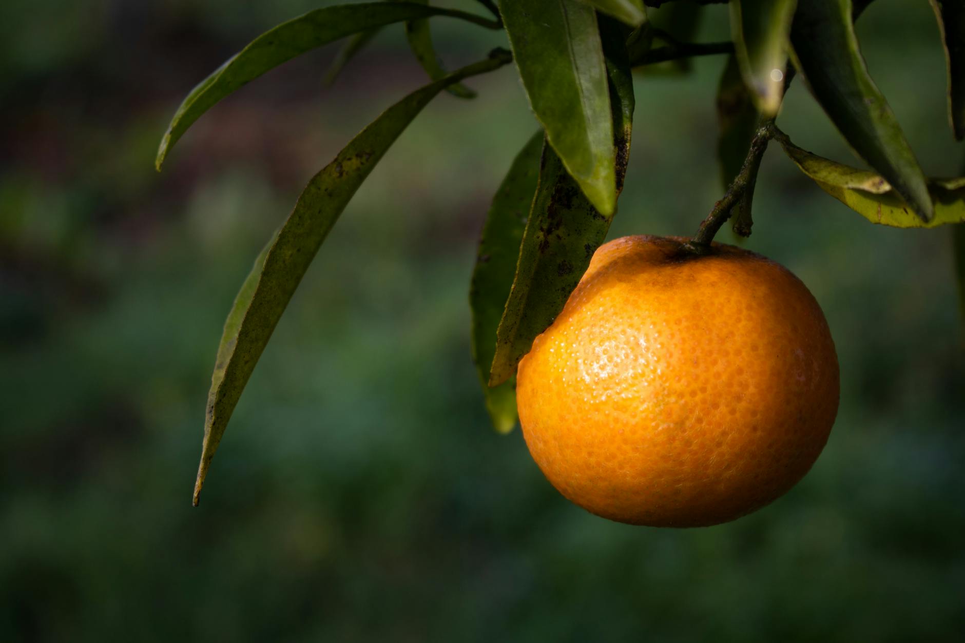 Different Types of Trees: A Simple Guide for Small-Space Gardeners