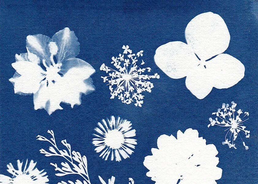 cyanotype art of various plants and flowers