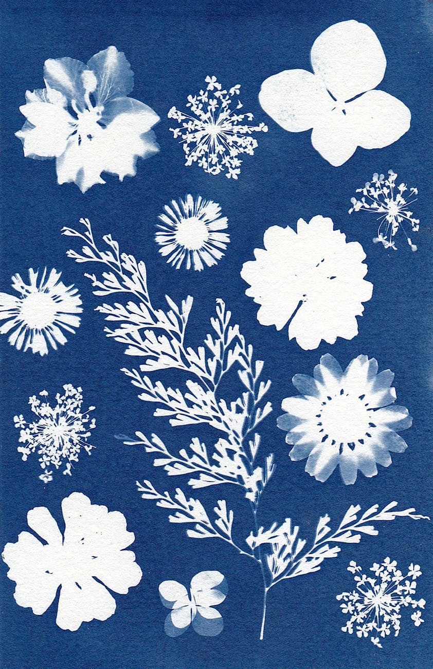 cyanotype art of various plants and flowers