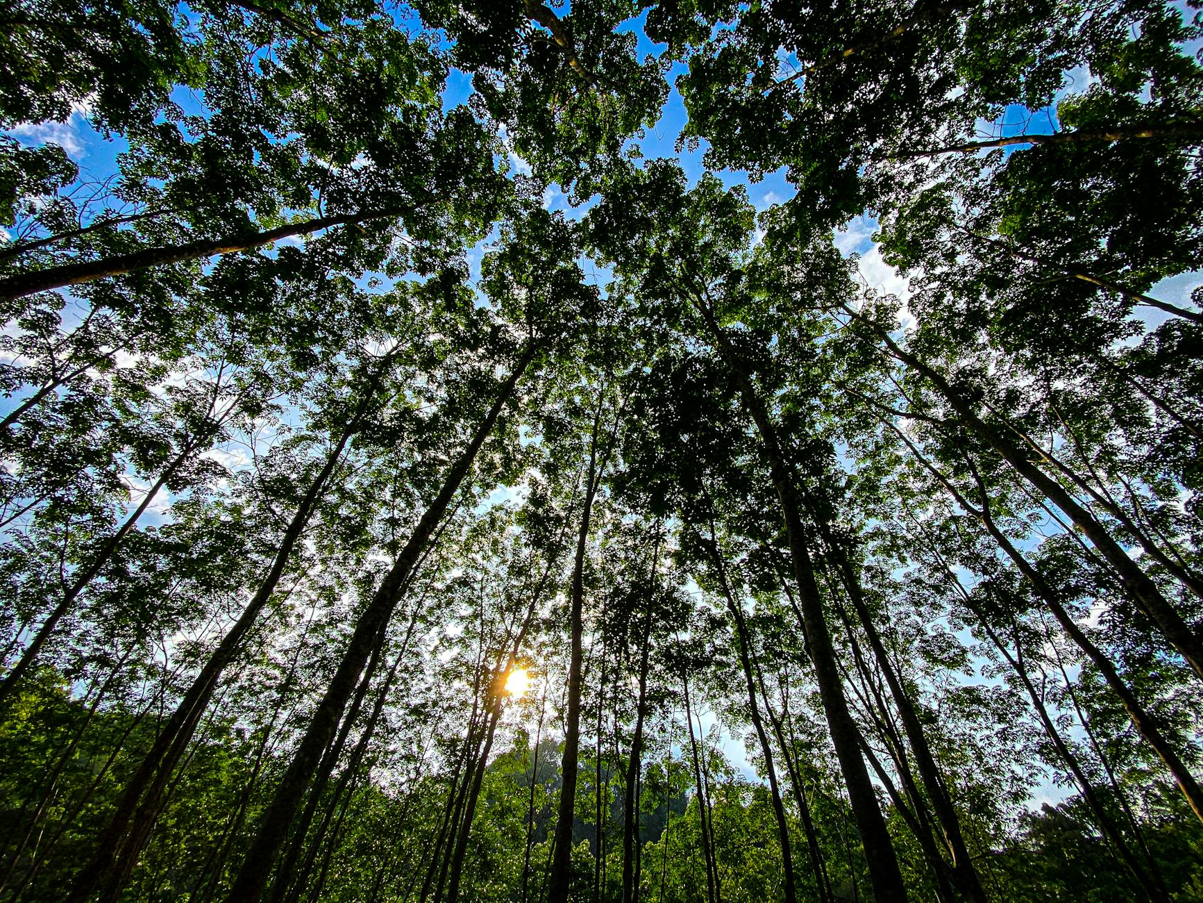 low angle shot of tall green trees in a forest