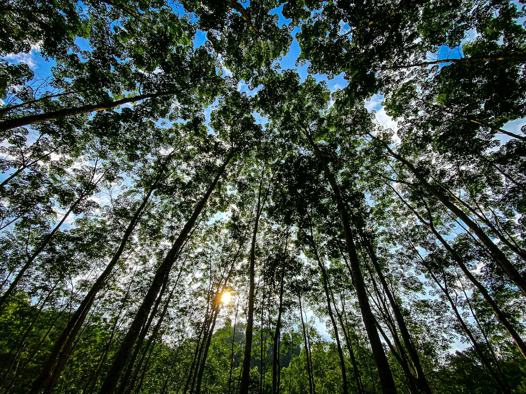 low angle shot of tall green trees in a forest