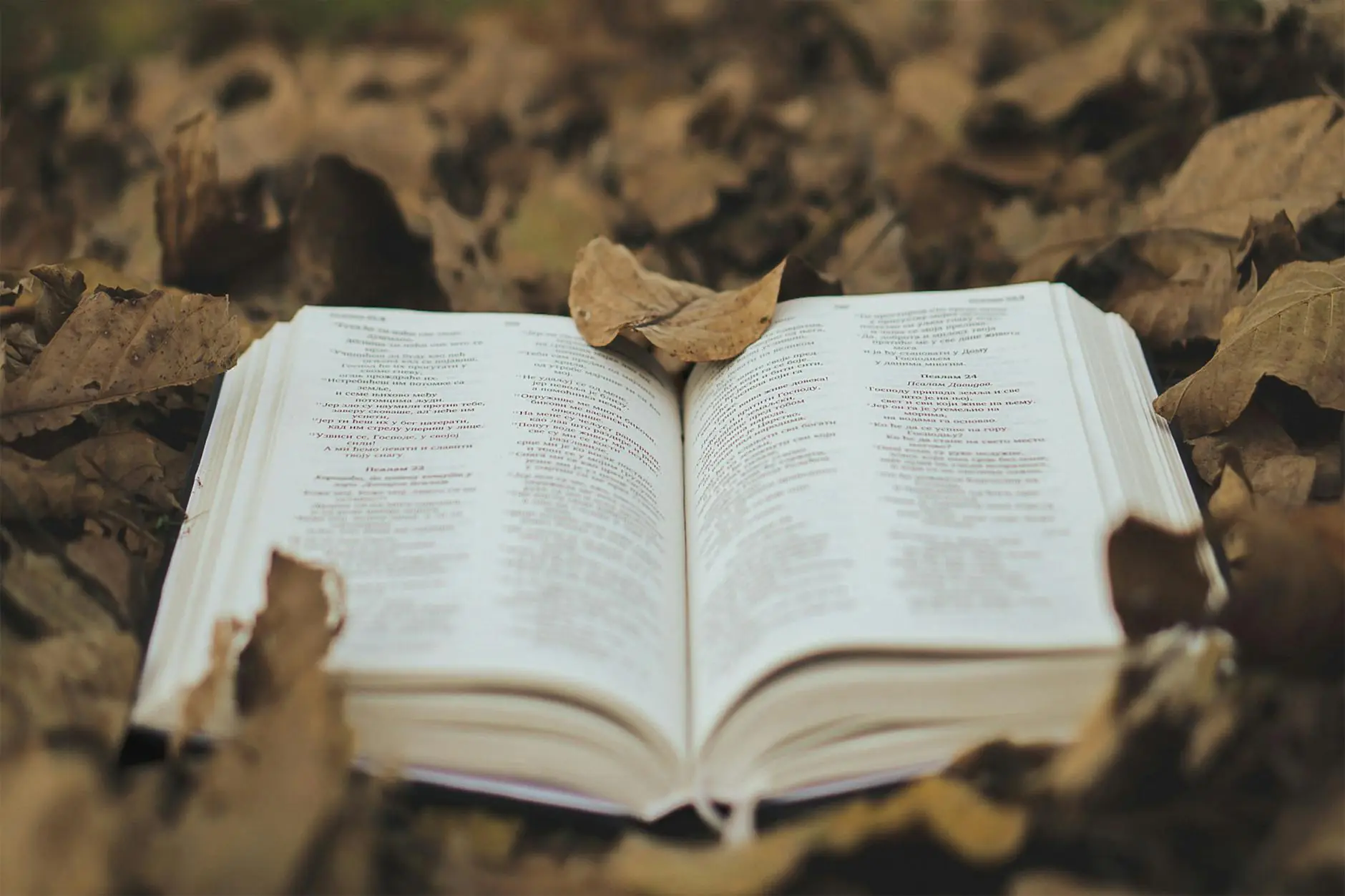 open book amid autumn leaves dramatic scene